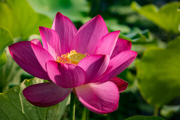 Fototapeta premium The lotus flower at Dumulmeori in Korea, meaning that two waters meet