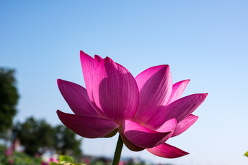 The lotus flower at Dumulmeori in Korea, meaning that two waters meet