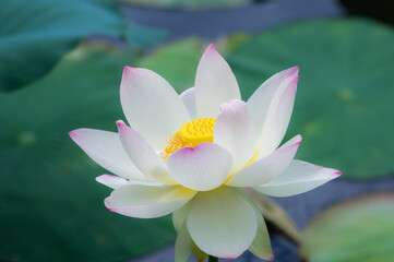 蓮の花（大阪市長居植物園）