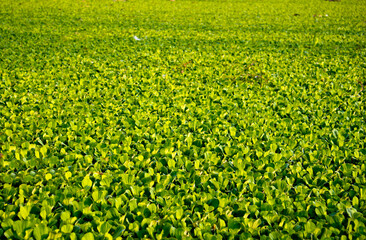Green Water hyacinth in a pond of a village in the morning