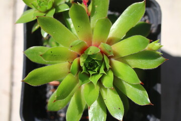 Sempervivum ESSENCE OF LIME Rojnik succulent