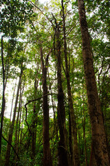 Obraz premium Walk through the rain forest. Navigating the river. Venezuelan jungle.