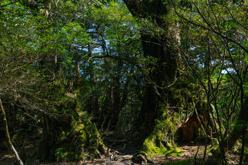 tree in the forest