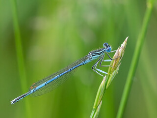 Blaue Federlibelle (Platycnemis pennipes) an einem Grashalm