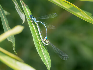 Hufeisen-Azurjungfer (Coenagrion puella) bei der Paarung