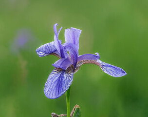 Blüte einer wild wachsenden blauen Iris in ihrer  natürlichen Umgebung