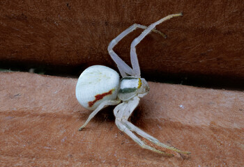 Veränderliche Krabbenspinne (Misumena vatia)