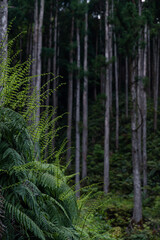 trees in the forest