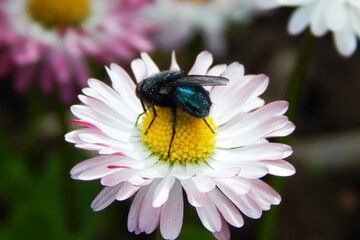 A fly on a flower, close-up, in the pollen.