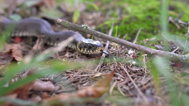 Close up portrait of a an adder skake