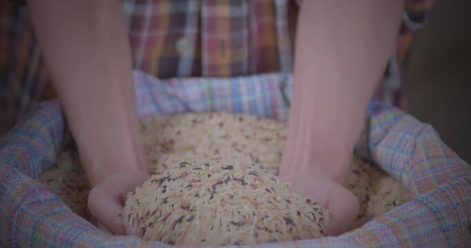 Cut in shot of using both woman's hands to scoop up mixed rice that has just been milled Including jasmine rice, brown rice and riceberry rice.