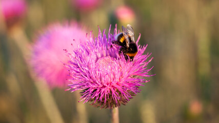 Closeup of a Bombus terrestris, the buff-tailed bumblebee or large earth bumblebee, feeding nectar of pink flowers