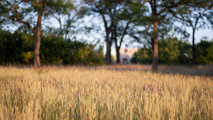 Obraz premium colorful nature background, photo wallpaper 