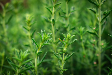 Fototapeta na wymiar Close up of fresh and fragrant white thyme branches in the garden