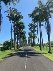 Obraz premium palm trees on the street