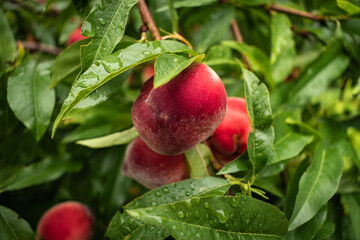 Ripe red peaches on the tree after a refreshing summer rain
