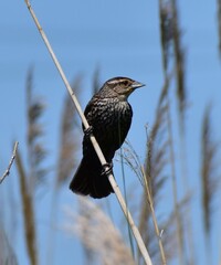 Red Wing Blackbird Female