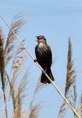 Red Wing Blackbird Female
