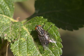 Mosca Común 