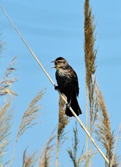 Red Wing Blackbird Female