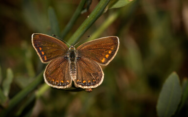 Obraz premium The Brown argus is a small butterfly that is on the wing throughout the summer