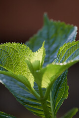 Obraz premium close up of leaves