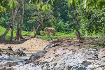 elephant in the forest