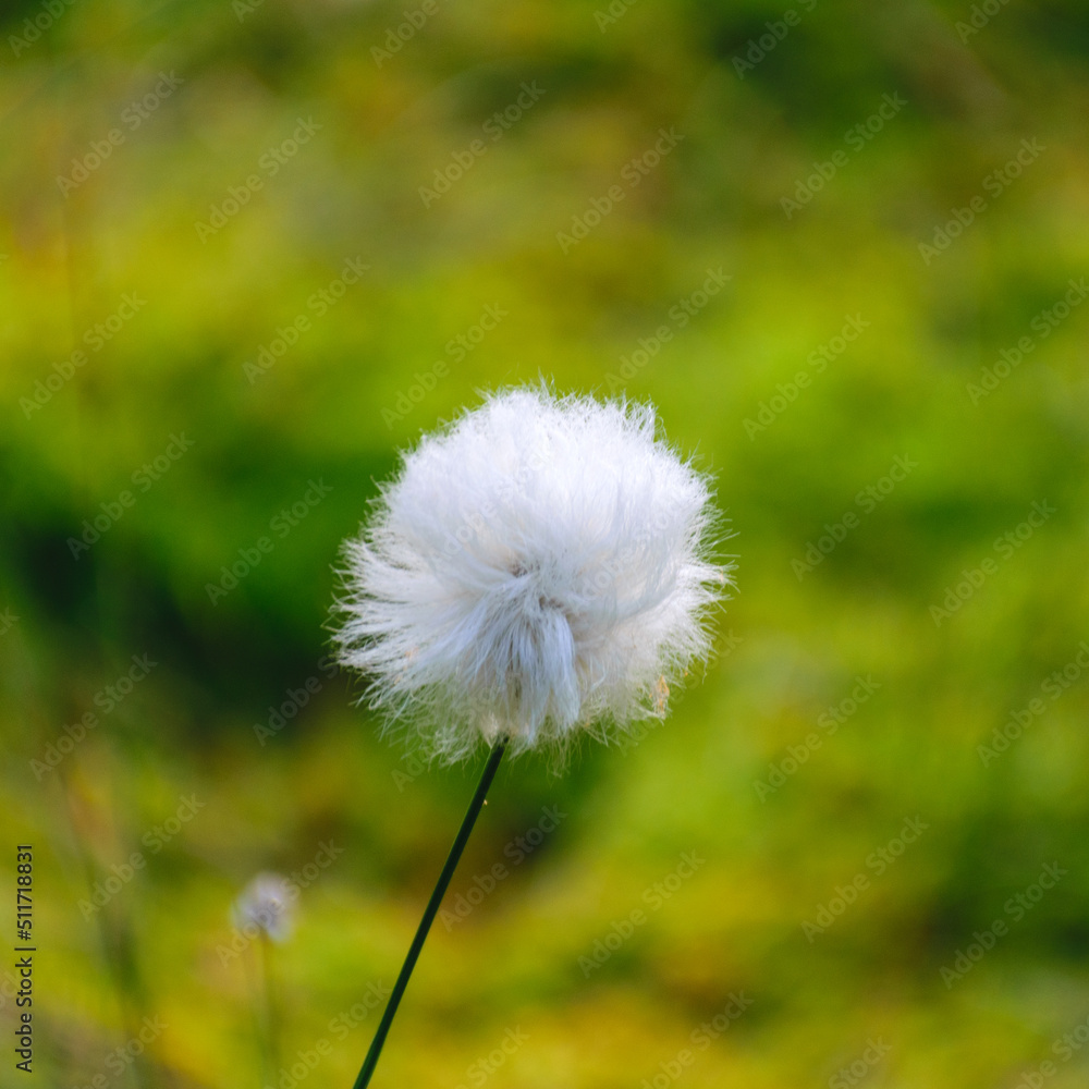 Wall mural gentle, white bog flower close-up, green background, sunny summer morning, fog in the background, ma