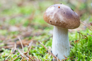 White fungus or white fungus growing on lush green moss in forest, low angle view.