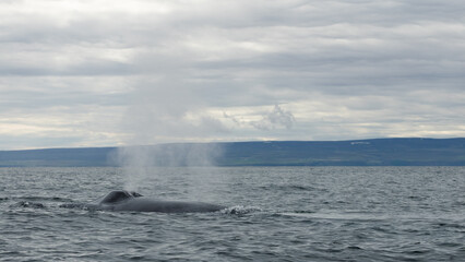 Blue whale, the biggest animal on the planet, blowing at the surface in Northern Iceland, feeding ground