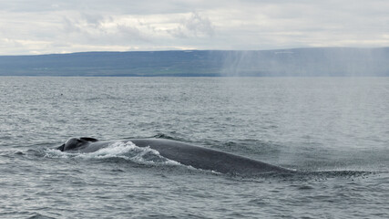 Blue whale, the biggest animal on the planet, blowing at the surface in Northern Iceland, feeding ground