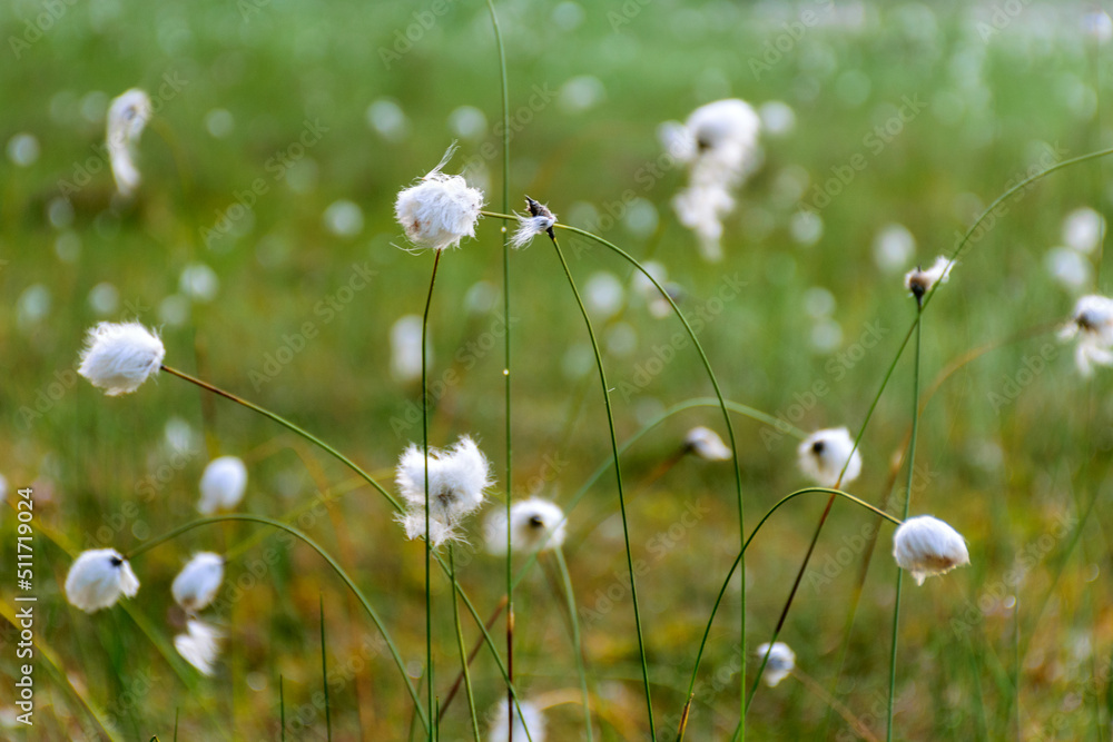 Wall mural gentle, white bog flowers, green background, sunny summer morning, fog in the background, marshy lake shore