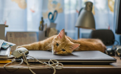 Red young kitten lies on a laptop. The kitten guards the laptop. Ginger impudent muzzle.