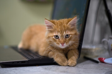 Fototapeta premium Red young kitten lies on the laptop keyboard. The kitten guards the laptop. Ginger impudent muzzle.