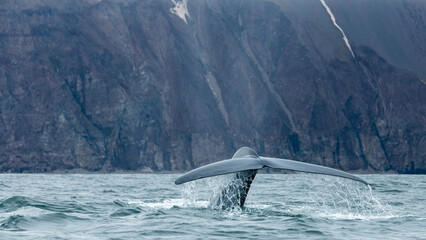 Blue whale, the biggest animal on the planet, blowing at the surface in Northern Iceland, feeding...