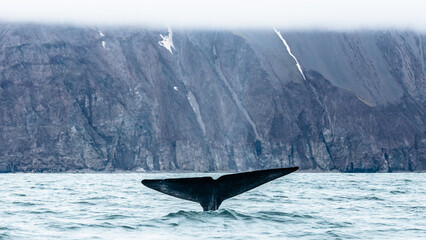 Blue whale, the biggest animal on the planet, blowing at the surface in Northern Iceland, feeding ground
