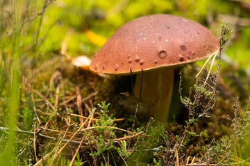 White mushroom king Boletus Boletus. Large white mushrooms in nature. Mushroom picking season.