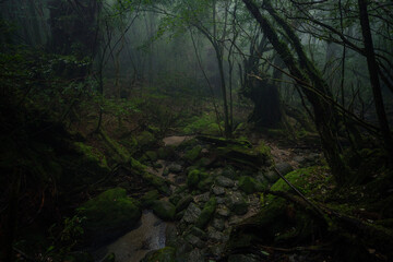 morning in the forest