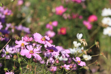 flowers in the garden