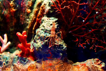 Fototapeta na wymiar Sea shrimp in the aquarium. Inhabitants of the underwater world.