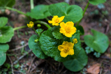 The marsh-marigold from flooded pine forest