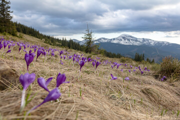 the field of violet crocuses in front of snowy peaks, the Carpathians mountains, Ukraine