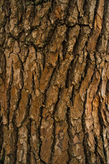 銀杏の木の幹の背景素材