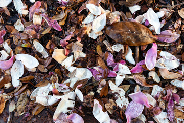 Background of Pink and White Flower Petals with Fresh Drops of Dew on the Ground
