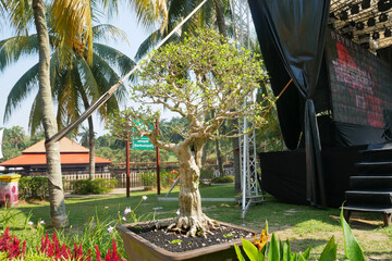 PUTRAJAYA, MALAYSIA -AUGUST 26, 2021: Bonsai trees in the Royal Floria Putrajaya Garden public...