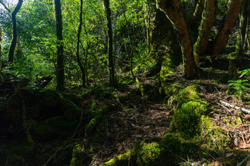 forest in the morning