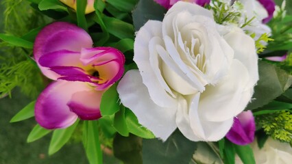 pink and white tulips