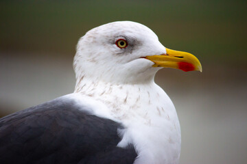 Gros plan d'une tête de goéland