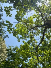 Fototapeta premium green leaves and sky