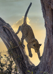 Fototapeta na wymiar Leopard in tree from Masai Mara, Kenya